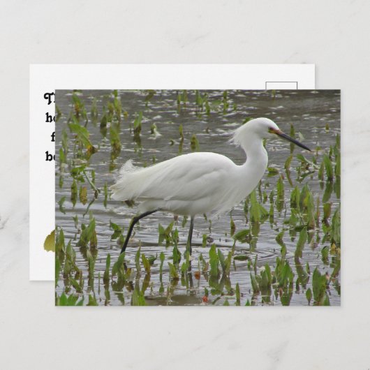思いやりと励まし 白いサギの写真 手紙 ポストカード (正面/裏面)