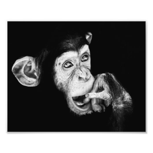 思想家チンパンジーのポートレート フォトプリント            (正面)
