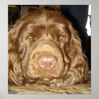 思慮深いサセックス ポスター