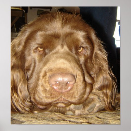 思慮深いサセックス ポスター (正面)