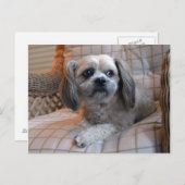 思慮深いシーズー（犬）Tzu ポストカード (正面/裏面)