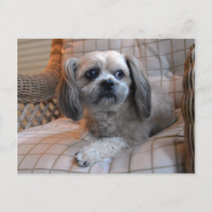 思慮深いシーズー(犬)Tzu ポストカード