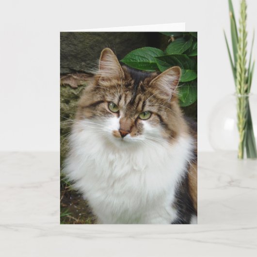 思慮深いモードのFelix カード (正面)