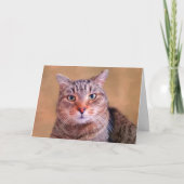 思慮深い子猫が良くなる カード (正面)