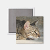 思慮深い猫磁石 マグネット (正面/裏面)