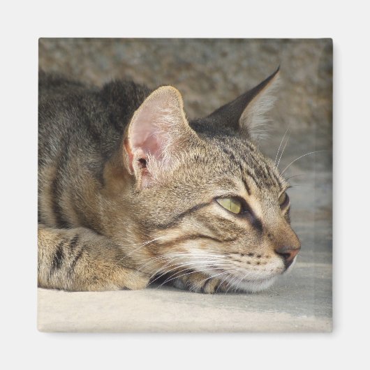 思慮深い猫磁石 マグネット (正面)