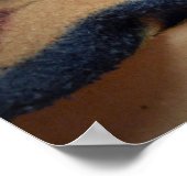 思慮深い虎猫子猫 ポスター (角)