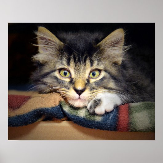 思慮深い虎猫子猫 ポスター (正面)