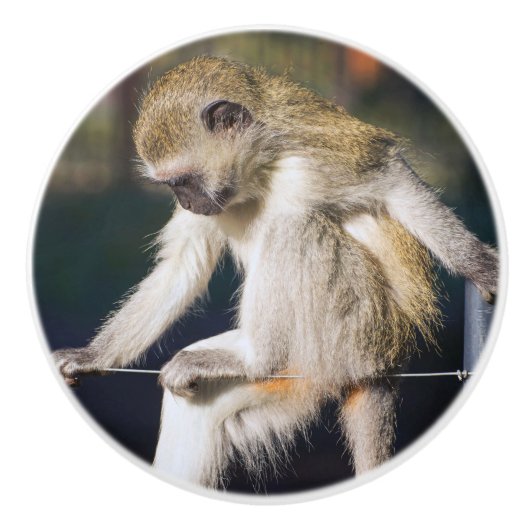 思索するサル セラミックノブ (正面)