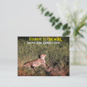 怠けチーターの写真 ポストカード (スタンド正面)