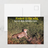 怠けチーターの写真 ポストカード (正面/裏面)