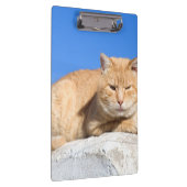 怠け猫 クリップボード (右)