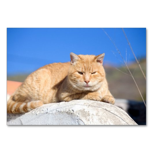怠け猫 テーブルナンバー (裏面)