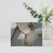 怠け猫 ポストカード (スタンド正面)