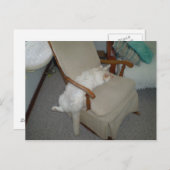 怠け猫 ポストカード (正面/裏面)