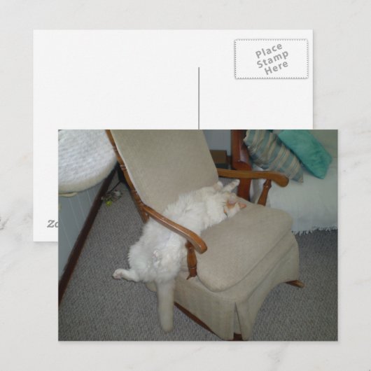 怠け猫 ポストカード (正面/裏面)