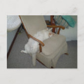 怠け猫 ポストカード (正面)