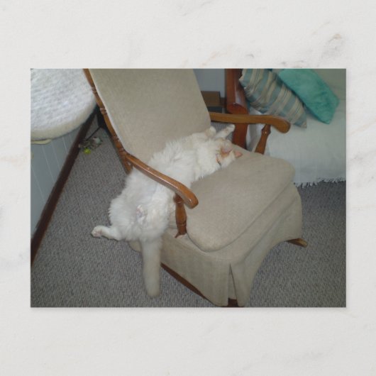 怠け猫 ポストカード (正面)