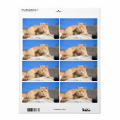 怠け猫 ラベル (フルシート)