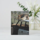 怠け者のライオン ポストカード (スタンド正面)