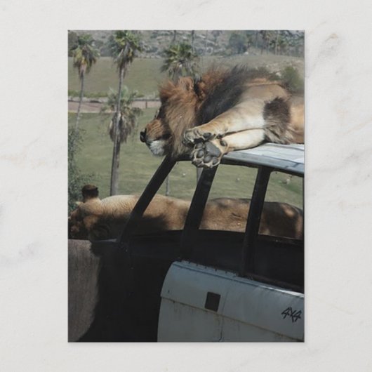 怠け者のライオン ポストカード (正面)