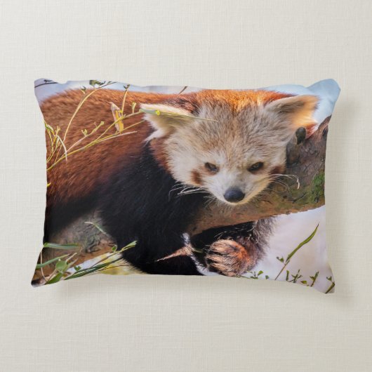 怠け者のレッサーパンダ アクセントクッション (裏面)