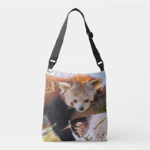 怠け者のレッサーパンダ