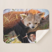 怠け者のレッサーパンダ シェルパブランケット (正面(横))