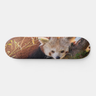 怠け者のレッサーパンダ スケートボード