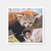 怠け者のレッサーパンダ スタンダードカクテルナプキン (正面)