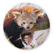 怠け者のレッサーパンダ セラミックノブ (正面)