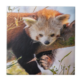 怠け者のレッサーパンダ タイル