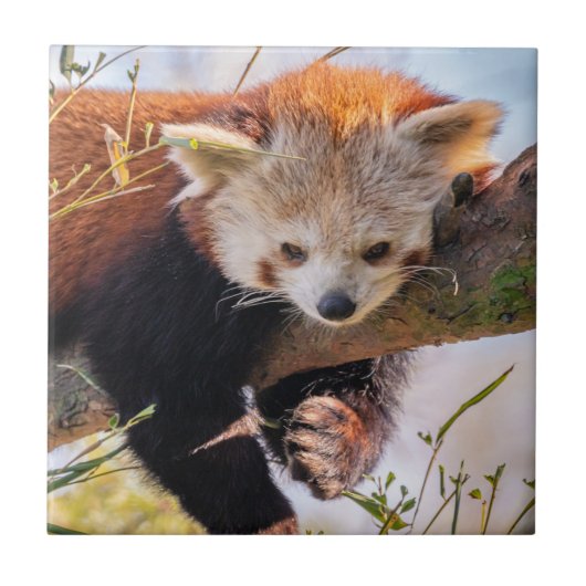 怠け者のレッサーパンダ タイル (正面)