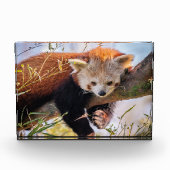 怠け者のレッサーパンダ フォトブロック (正面)