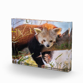 怠け者のレッサーパンダ フォトブロック