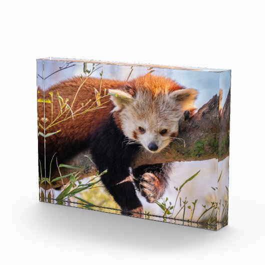 怠け者のレッサーパンダ フォトブロック (右)