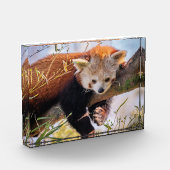 怠け者のレッサーパンダ フォトブロック (左)