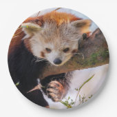 怠け者のレッサーパンダ ペーパープレート (正面)