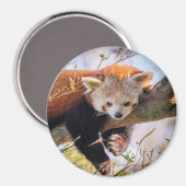 怠け者のレッサーパンダ マグネット (正面/裏面)