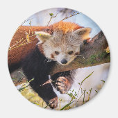怠け者のレッサーパンダ マグネット (正面)