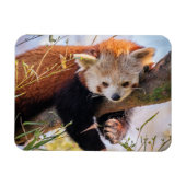怠け者のレッサーパンダ マグネット (横)
