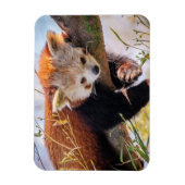 怠け者のレッサーパンダ マグネット (縦)