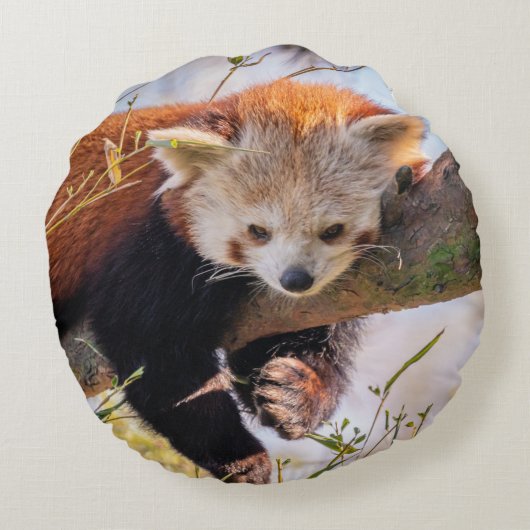 怠け者のレッサーパンダ ラウンドクッション (裏面)