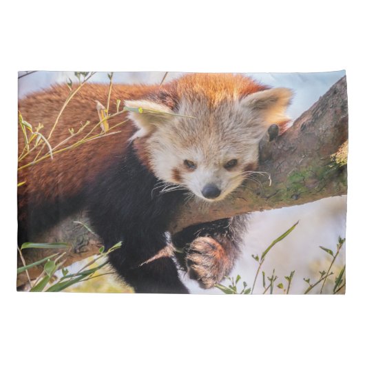 怠け者のレッサーパンダ 枕カバー (裏面)