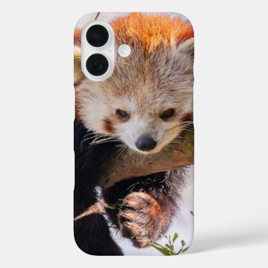 怠け者のレッサーパンダ Case-Mate iPhoneケース (裏面)