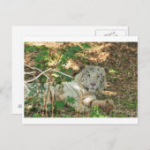 怠け者の白虎 ポストカード (正面/裏面)