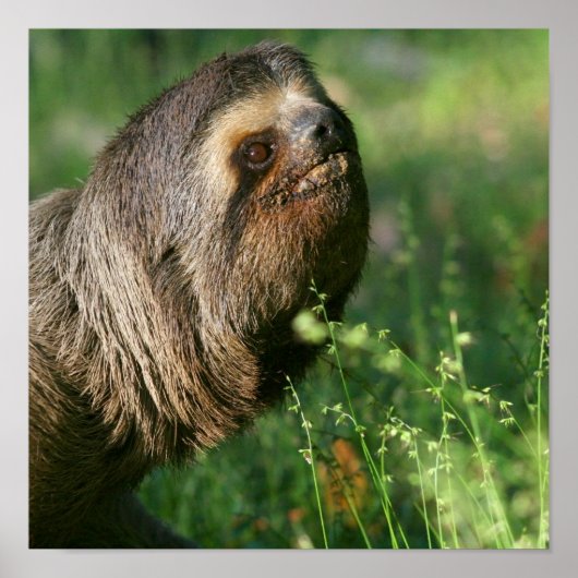 怠惰なスロスポスター ポスター (正面)