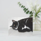 怠惰なタキシード猫はがき ポストカード (スタンド正面)