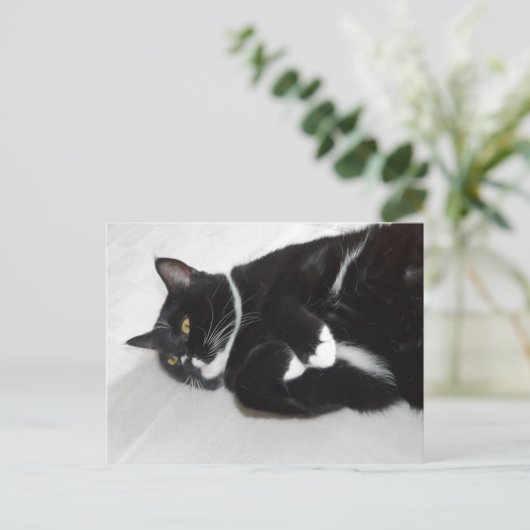 怠惰なタキシード猫はがき ポストカード (スタンド正面)