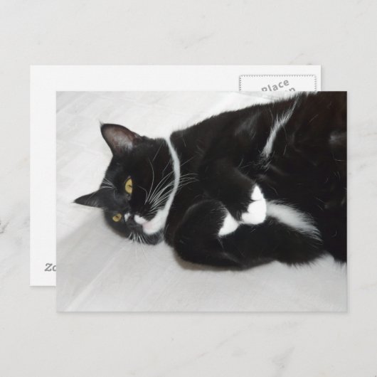 怠惰なタキシード猫はがき ポストカード (正面/裏面)